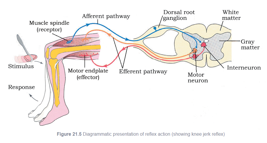 Reflex Scare 18.5 Reflex Action and Reflex Arc – Inspireup Education